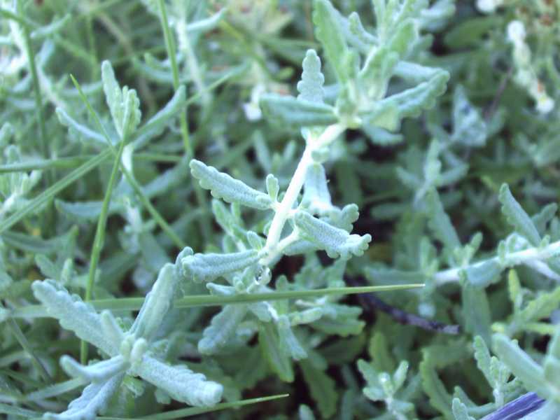 Teucrium capitatum